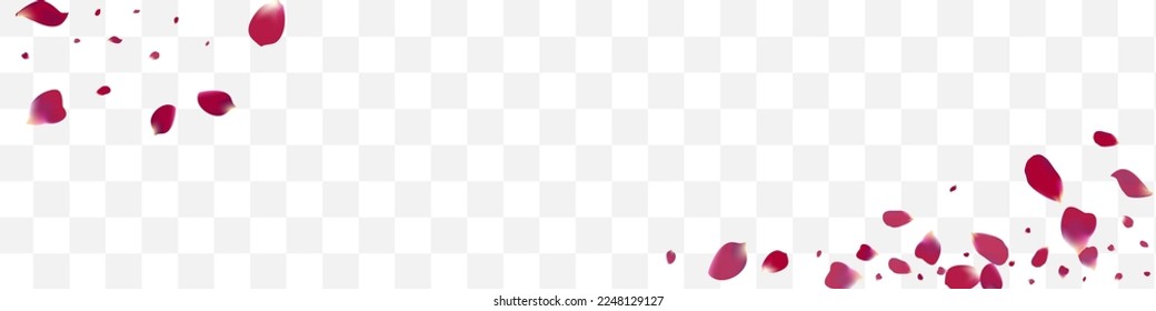 Purple Lotus Summer Vector Transparent Panoramic Background. Beauty Sakura Texture. Pink Petal Japan Illustration. Delicate Blossom Blur Banner.