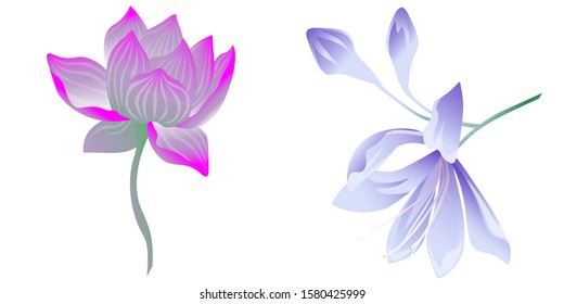 Purple Lotus. Violet Agapanthus Lily. Vector illustration. Isolated illustration element. Floral botanical flower. Wild leaf wildflower isolated. Exotic tropical hawaiian jungle.