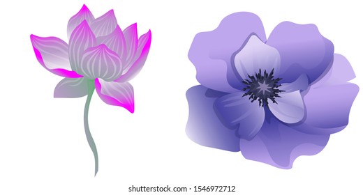 Purple Lotus. Violet Anemone. Vector illustration. Isolated illustration element. Floral botanical flower. Wild leaf wildflower isolated. Exotic tropical hawaiian jungle.