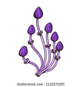 Purple magic mushrooms. Vector illustration isolated on white background.