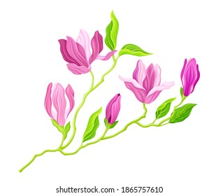 Purple Magnolia Bloomed Flower on Green Stem Vector Illustration