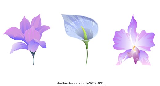 Purple Magnolia. Blue Anthurium Tailflower. Purple Orchid. Vector illustration. Isolated illustration element. Floral botanical flower. Wild leaf wildflower isolated. Exotic tropical hawaiian jungle.