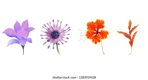 Purple Magnolia. Purple Osteospermum Daisybush. Orange Rose Mallow. Orange Heliconia. Vector illustration. Isolated illustration element. Floral botanical flower. Wild leaf wildflower isolated.