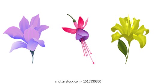 Purple Magnolia. Pink and Purple Fuchsia Bella. Yellow Lilium. Vector illustration. Isolated illustration element. Floral botanical flower. Wild leaf wildflower isolated. Exotic tropical hawaiian.
