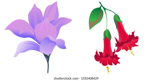 Purple Magnolia. Red Angel Trumpet. Vector illustration. Isolated illustration element. Floral botanical flower. Wild leaf wildflower isolated. Exotic tropical hawaiian jungle.