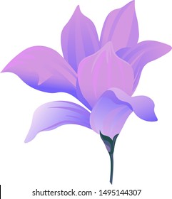 Purple Magnolia. Vector illustration. Isolated illustration element. Floral botanical flower. Wild leaf wildflower isolated. Exotic tropical hawaiian jungle.