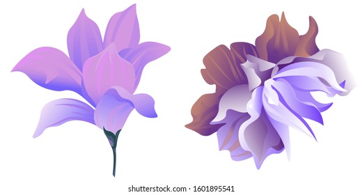 Purple Magnolia. Violet Clematis. Vector illustration. Isolated illustration element. Floral botanical flower. Wild leaf wildflower isolated. Exotic tropical hawaiian jungle.