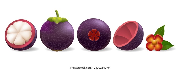 Elementos de mangostino morado. 3 quinquies cerrar todo y reducir a la mitad las frutas tropicales dulces de mono cáscara y los vectores de flores aislados en fondo blanco