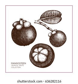 Purple mangosteen fruit hand drawn illustration. Engraved botanical sketch. Tropical evergreen tree design.