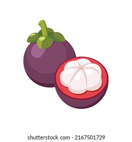 Purple mangosteen set design with isolated whole and halved sweet tropical fruit. Exotic vegan food in flat detailed vector style for packaging, designs, decorative elements
