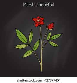 Purple Marshlocks (comarum palustre), or swamp cinquefoil, marsh cinquefoil. Medicinal plant, hand drawn vector botanical illustration