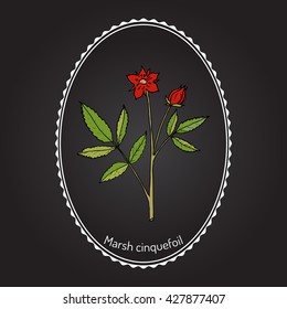 Purple Marshlocks (comarum palustre), or swamp cinquefoil, marsh cinquefoil. Medicinal plant, hand drawn vector botanical illustration