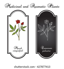 Purple Marshlocks (comarum palustre), or swamp cinquefoil, marsh cinquefoil. Medicinal plant, hand drawn vector botanical illustration