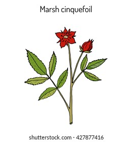 Purple Marshlocks (comarum palustre), or swamp cinquefoil, marsh cinquefoil. Medicinal plant, hand drawn vector botanical illustration