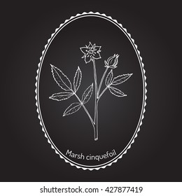 Purple Marshlocks (comarum palustre), or swamp cinquefoil, marsh cinquefoil. Medicinal plant, hand drawn vector botanical illustration