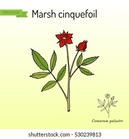 Purple Marshlocks (comarum palustre), or swamp cinquefoil, marsh cinquefoil. Medicinal plant, hand drawn vector botanical illustration
