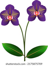 Purple moon orchid vector design