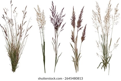 Molinia caerulea cutout, planta isolada de grama selvagem, ilustração botânica, vegetação de zona úmida, habitat natural, flora de prado, ilustração vetorial.