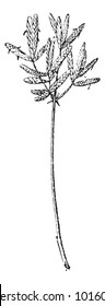 Purple Nut Sedge or Cyperus rotundus, vintage engraved illustration. Dictionary of Words and Things - Larive and Fleury - 1895