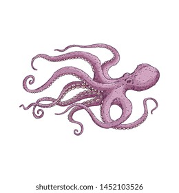 Purple octopus with long tentacles floating underwater. Big sea animal hand drawn in cartoon style, isolated vector illustration on white background.