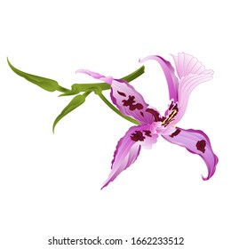 Purple orchid Dendrobium nobile spotted  purple  and white tropical flower  on a white background  watercolor vintage vector illustration  editable hand draw 
