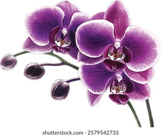 Purple orchid flower watercolor vector illustrations
