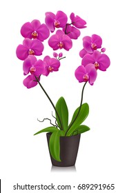 Purple orchid in flowerpot design concept  in realistic style on white background isolated vector illustration