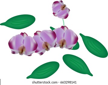 Purple orchid and leaf