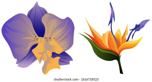 Purple Orchid. Orange Strelitzia. Vector illustration. Isolated illustration element. Floral botanical flower. Wild leaf wildflower isolated. Exotic tropical hawaiian jungle.
