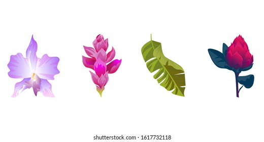 Purple Orchid. Pink Ginger. Green Palm Leaf. Red Vriesea. Vector illustration. Isolated illustration element. Floral botanical flower. Wild leaf wildflower isolated. Exotic tropical hawaiian jungle.