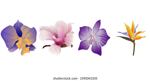 Purple Orchid. Pink Magnolia. Purple orchid. Yellow bird of paradise Strelitzia. Vector illustration. Isolated illustration element. Floral botanical flower. Wild leaf wildflower isolated. Exotic.