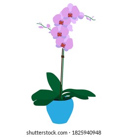 Purple orchid in a pot. Vector image, eps 10