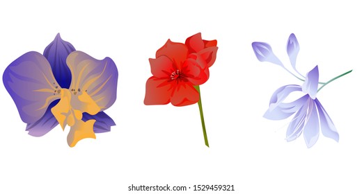 Purple Orchid. Red Amaryllis. Violet Agapanthus Lily. Vector illustration. Isolated illustration element. Floral botanical flower. Wild leaf wildflower isolated. Exotic tropical hawaiian jungle.