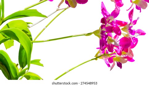purple orchid under the sun blur on the top illustrator vector