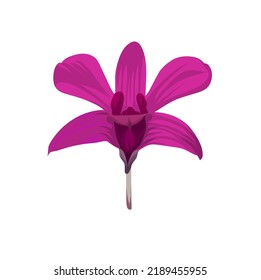 Purple orchid with a white background