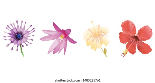 Purple Osteospermum Daisybush. Purple Hatiora. Yellow hibiscus. Red Hibiscus. Vector illustration. Isolated illustration element. Floral botanical flower. Wild leaf wildflower isolated. Exotic.