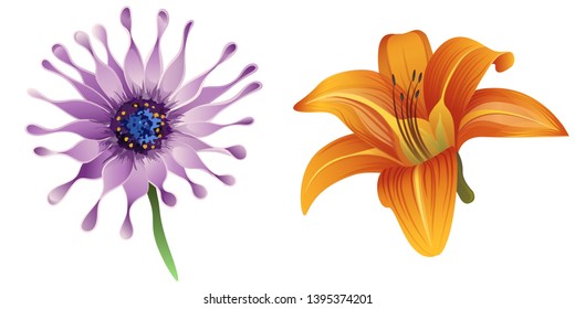 Purple Osteospermum daisybush. Orange Daylily. Vector illustration. Floral botanical flower. Wild leaf wildflower isolated. Exotic tropical hawaiian jungle. Isolated illustration element.
