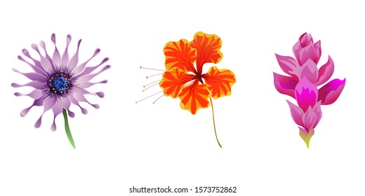 Purple Osteospermum Daisybush. Orange Rose Mallow. Pink Ginger. Vector illustration. Isolated illustration element. Floral botanical flower. Wild leaf wildflower isolated. Exotic tropical hawaiian.