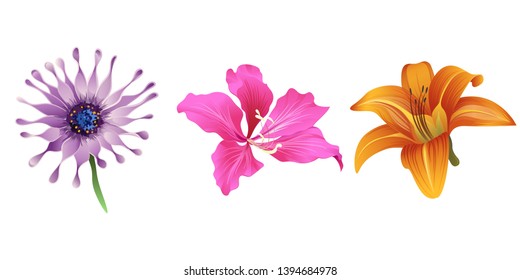 Purple Osteospermum daisybush. Pink Bauhinia Purpurea. Orange Daylily. Vector illustration. Floral botanical flower. Wild leaf wildflower isolated. Exotic tropical hawaiian jungle. Isolated .