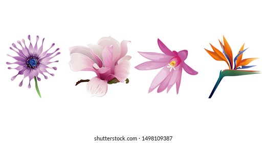 Purple Osteospermum Daisybush. Pink Magnolia. Purple Hatiora. Orange Strelitzia Reginae. Vector illustration. Isolated illustration element. Floral botanical flower. Wild leaf wildflower isolated.