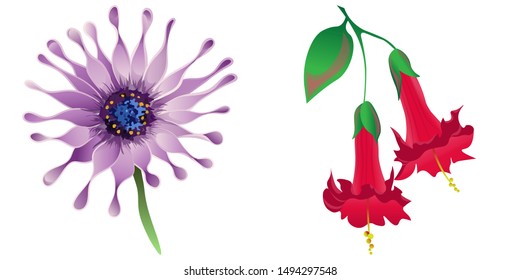 Purple Osteospermum Daisybush. Red Angel Trumpet. Vector illustration. Isolated illustration element. Floral botanical flower. Wild leaf wildflower isolated. Exotic tropical hawaiian jungle.