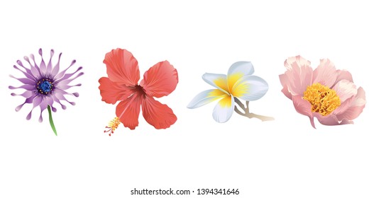 Purple Osteospermum daisybush. Red Hibiscus. White Plumeria. Pink peony. Vector illustration. Floral botanical flower. Wild leaf wildflower isolated. Exotic tropical hawaiian jungle. Isolated .