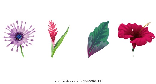 Purple Osteospermum Daisybush. Red and Pink Ginger. Green Dracaena. Red Hibiscus. Vector illustration. Isolated illustration element. Floral botanical flower. Wild leaf wildflower isolated. Exotic.