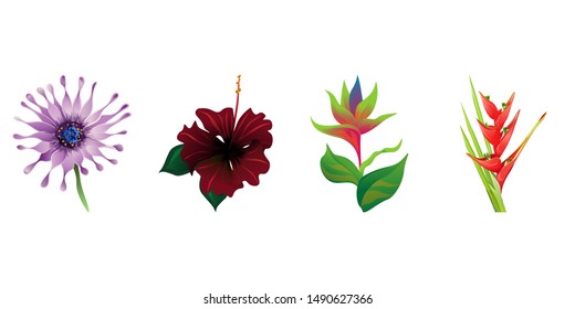 Purple Osteospermum Daisybush. Red Rose Mallow. Green bird of paradise. Red Heliconia Bihai. Vector illustration. Isolated illustration element. Floral botanical flower. Wild leaf wildflower.