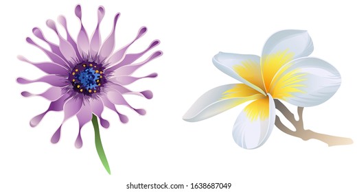 Purple Osteospermum Daisybush. White Plumeria. Vector illustration. Isolated illustration element. Floral botanical flower. Wild leaf wildflower isolated. Exotic tropical hawaiian jungle.