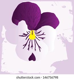 Purple Pansy 