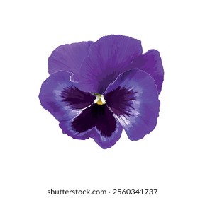 Purple pansy isolated on white background. Purple yellow violet vector. Cortinarius violaceus, violet webcap, violet cort. Pansy viola cornuta tricolor, viola wittrockiana, violaceae, heartsease.
