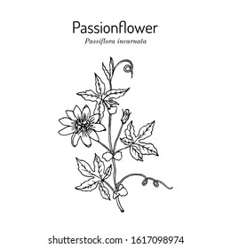 Purple passionflower (Passiflora incarnata), medicinal plant. Hand drawn botanical vector illustration