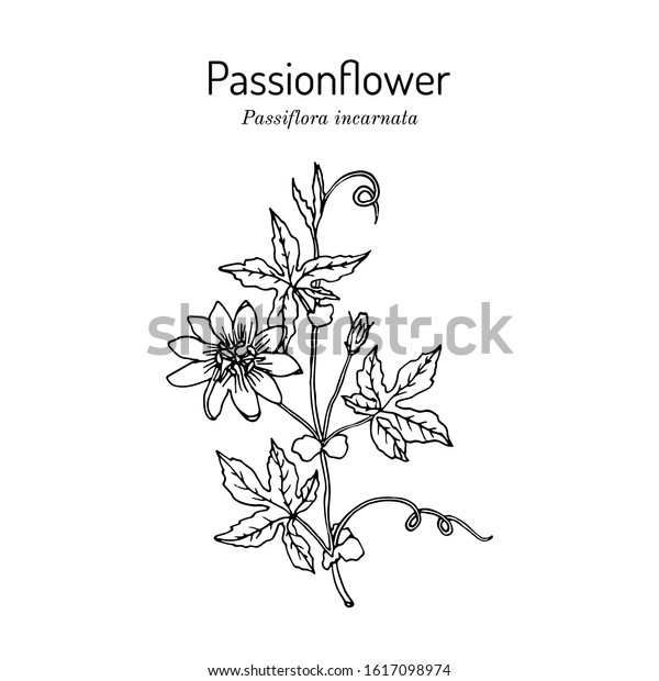 Purple Passionflower Passiflora Incarnata Medicinal Plant Stock Vector Royalty Free 1617098974