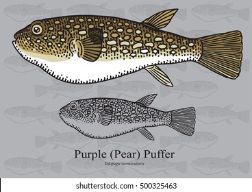 Purple (Pear) Puffer. Vector illustration with refined details and optimized stroke that allows the image to be used in small sizes (in packaging design, decoration, educational graphics, etc.)